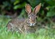 Kirms Photography Cottontail Rabbit-1